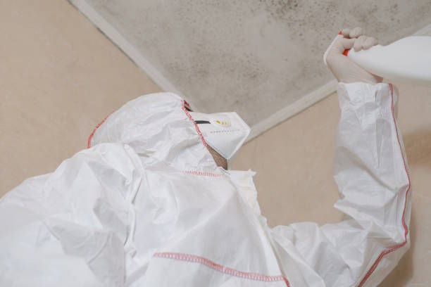 Attic Mold Removal in Newton, NJ