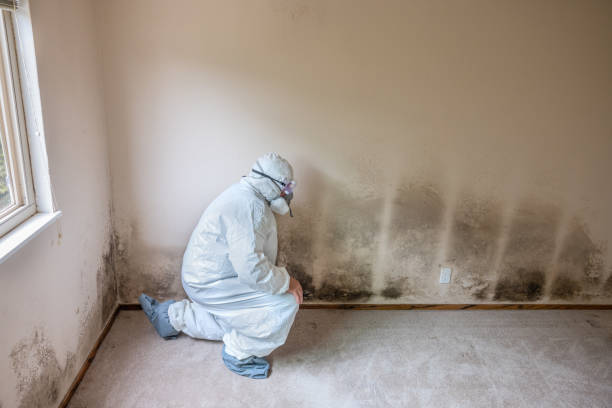 Best Professional Mold Removal  in Newton, NJ