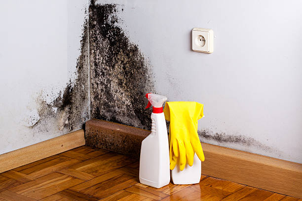 Best Local Mold Removal Service  in Newton, NJ