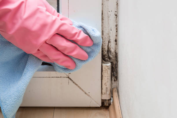 Best Professional Mold Removal  in Newton, NJ